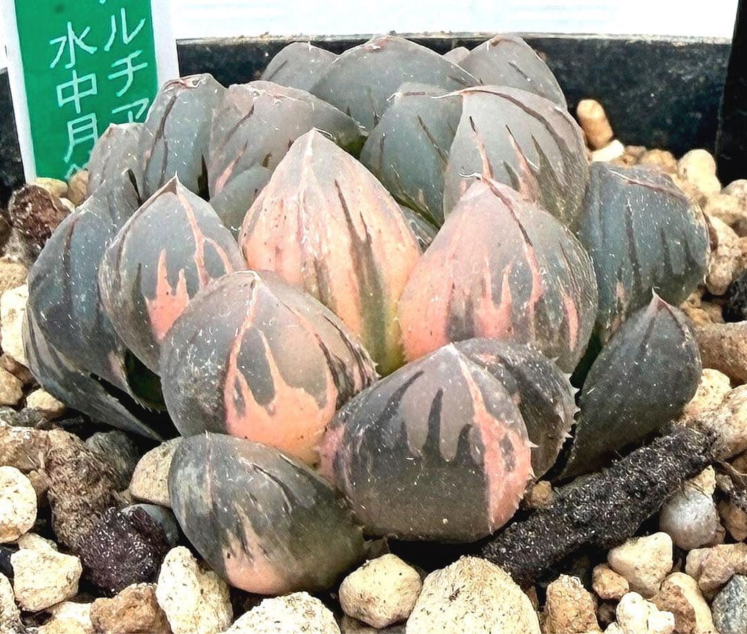 極上班‼️多肉植物 ハオルチア オブツーサ錦 水中月錦 抜き苗120