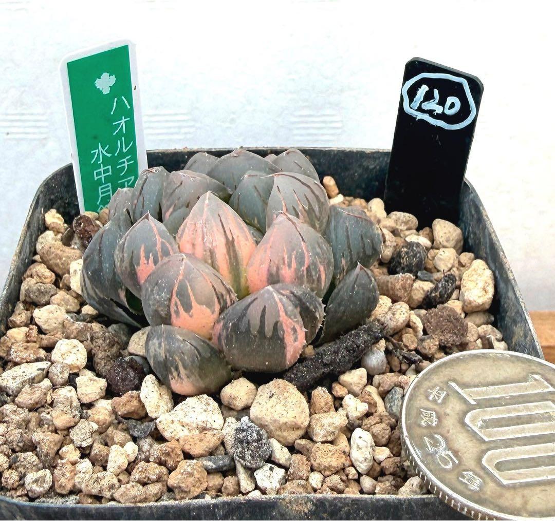 極上班‼️多肉植物 ハオルチア オブツーサ錦 水中月錦 抜き苗120