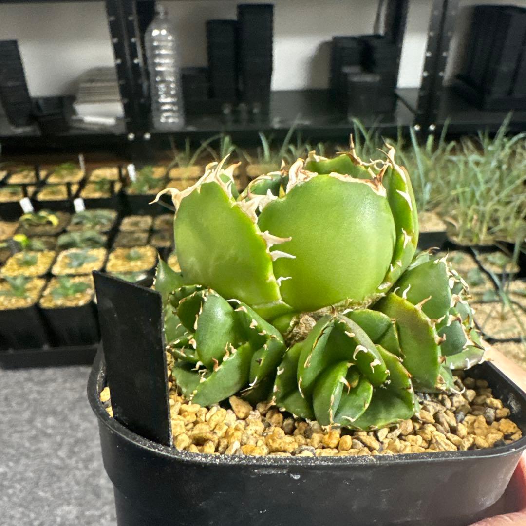 アガベ チタノタ シーザー 子株たくさん 選抜株 - メルカリ