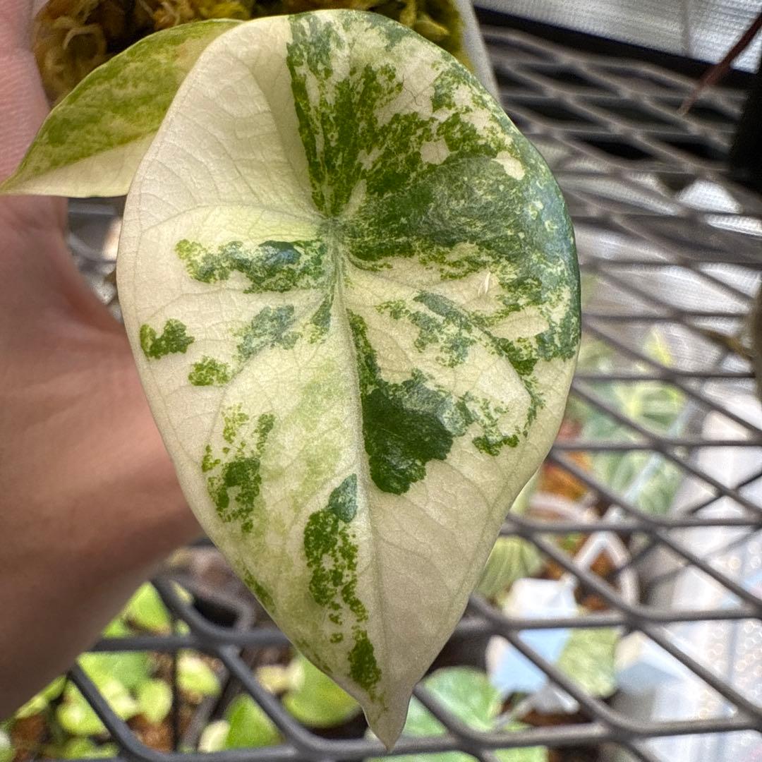 w*）様 美株 アロカシア シヌアータ アルボ アロカシア・シヌアータ | Pay ID