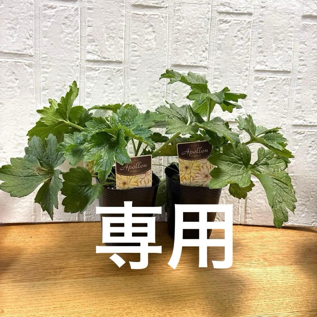 hiroakin様同梱用ラナンキュラスラックス♡アポロン♡10個セット