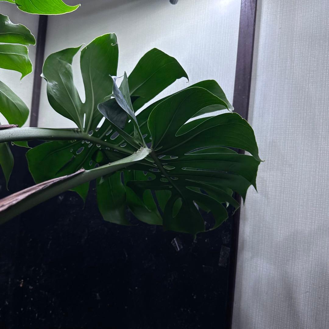 Remn様専用モンステラデリシオーサマクロコズム超希少系統鉢植え102