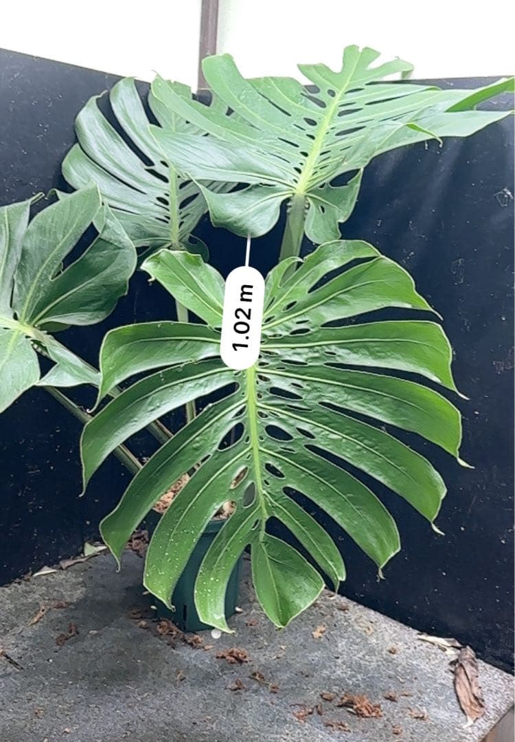 Remn様専用モンステラデリシオーサマクロコズム超希少系統鉢植え102