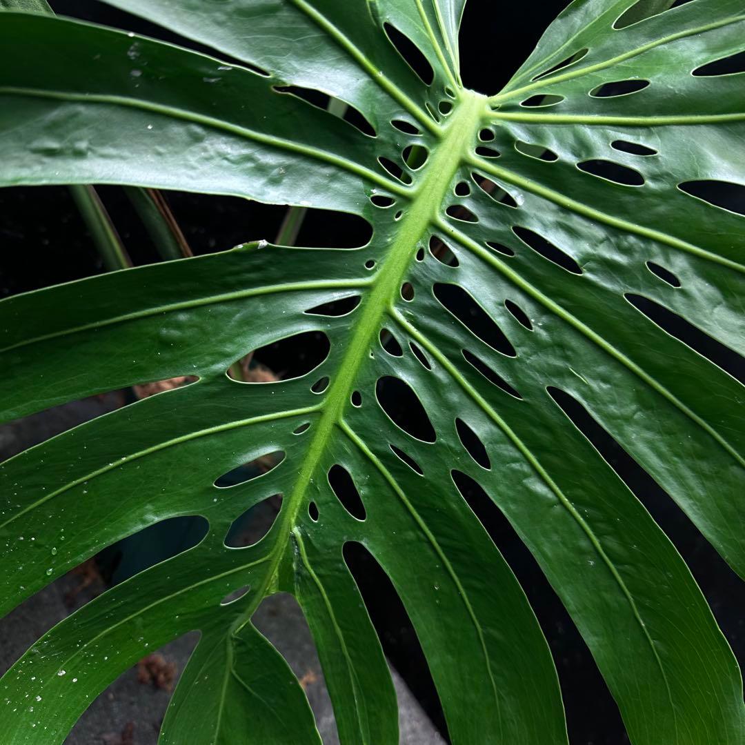 Remn様専用モンステラデリシオーサマクロコズム超希少系統鉢植え102