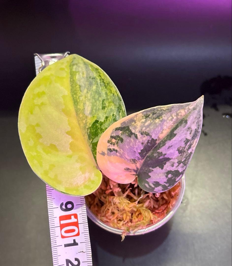 スキンダプサス レア セット H3 - スキンダプサス レア セット H3