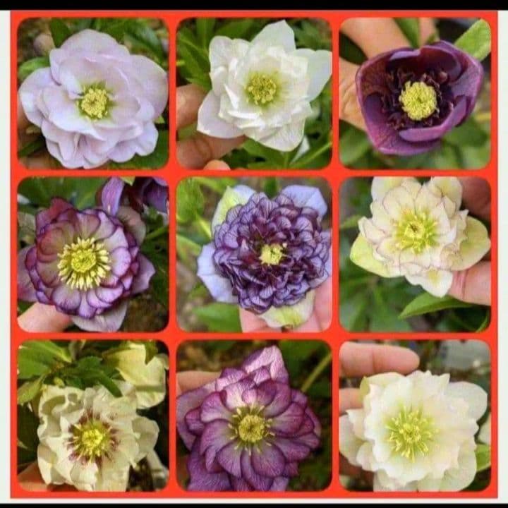 sale クリスマスローズ mix 20粒 種 宿根 苗 鉢 バラ - メルカリ