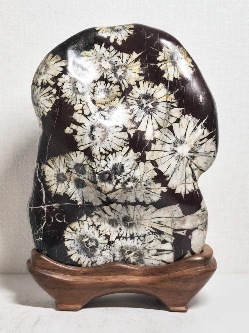 白菊 2.8kg 菊花石 菊紋石 花紋石 紋石 鑑賞石 自然石 水石 原石