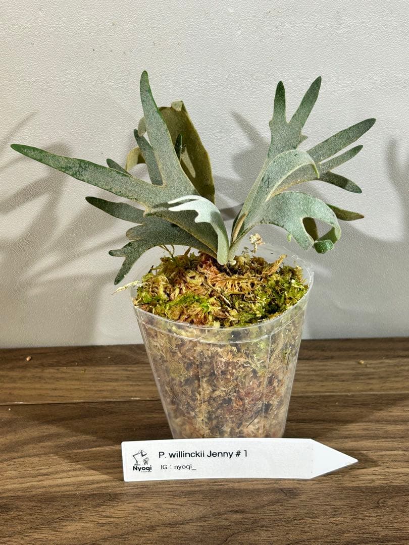 みかん　P. Willinckii Jenny #1 (TC)【36】速達