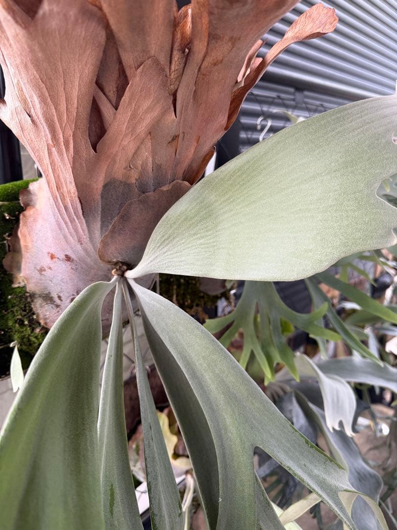 P.willinckii White rose ホワイトローズ 胞子 ビカクシダ - メルカリ