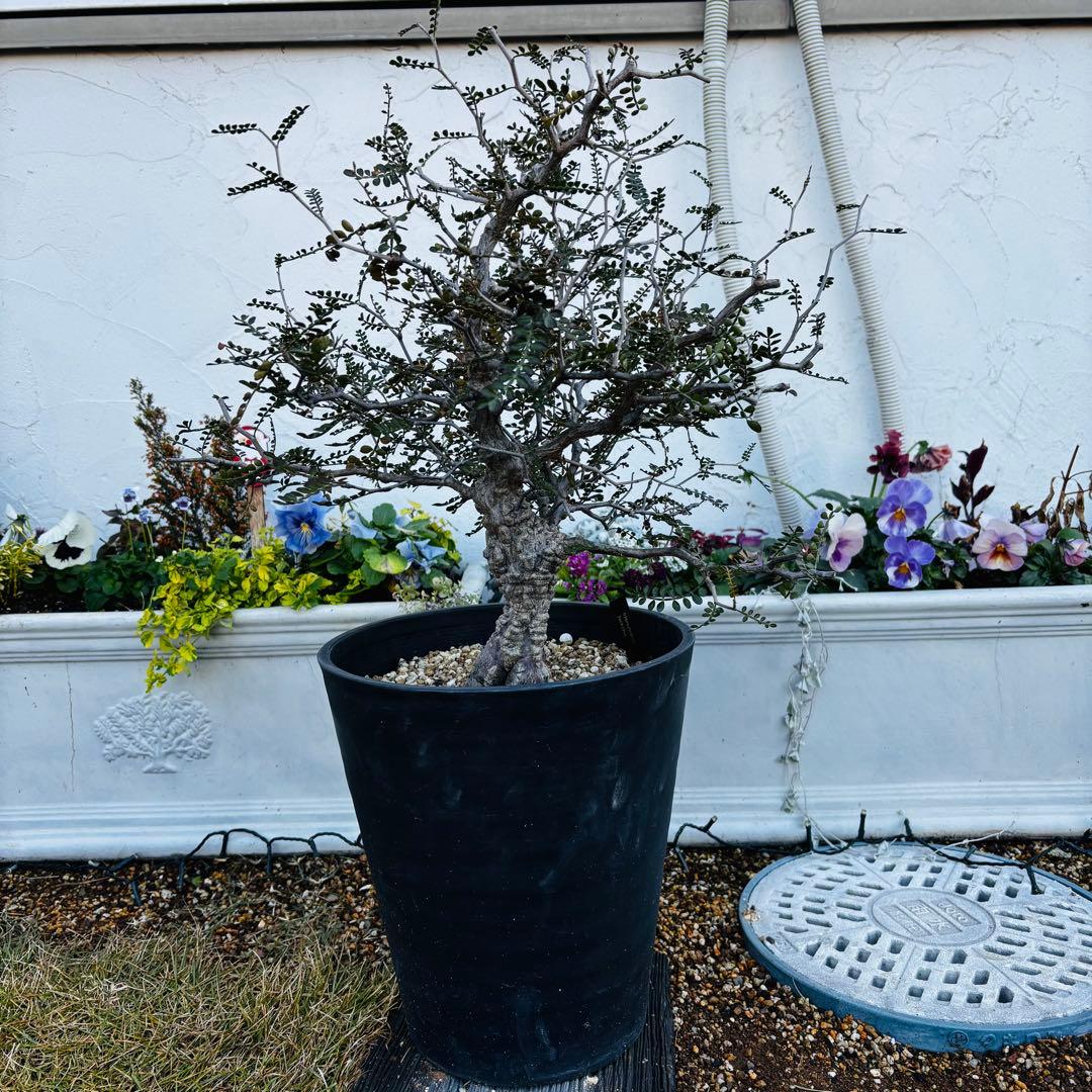 【コレクション株】 大株 実生 オペルクリカリア パキプス 雄株 毎年開花