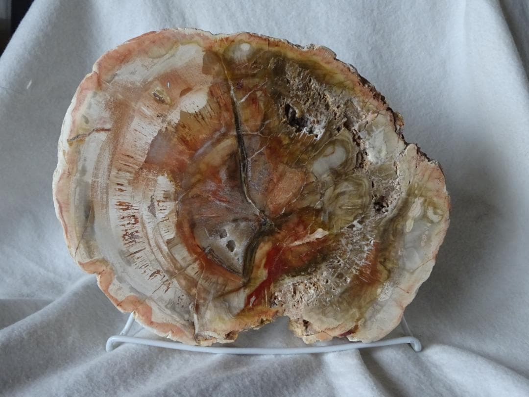 珪化木・化石・天然鑑賞石 アリゾナ産特大珪化木(木化石) 庭石 鑑賞石 盆石 水石 盆栽 灯籠 造園