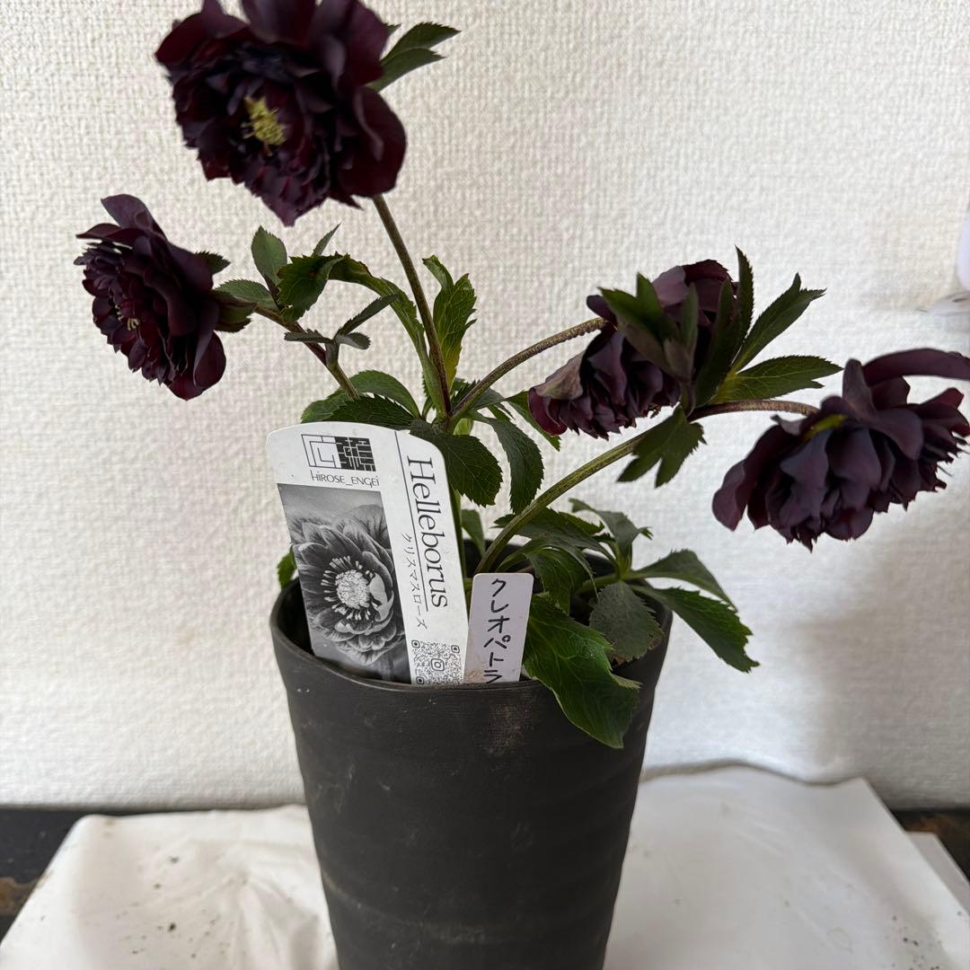 クリスマスローズ、クレオパトラ、多弁、ダークブラウン、ラベル付き