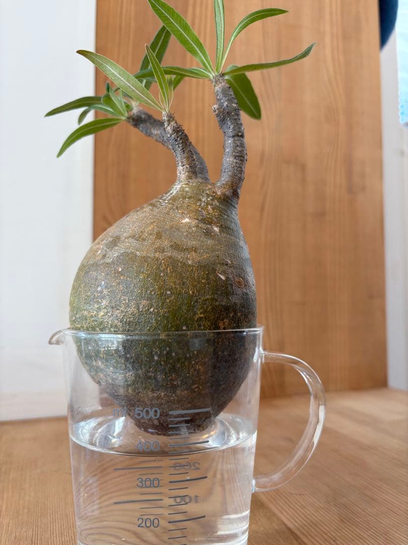 グラキリス　ベアルート