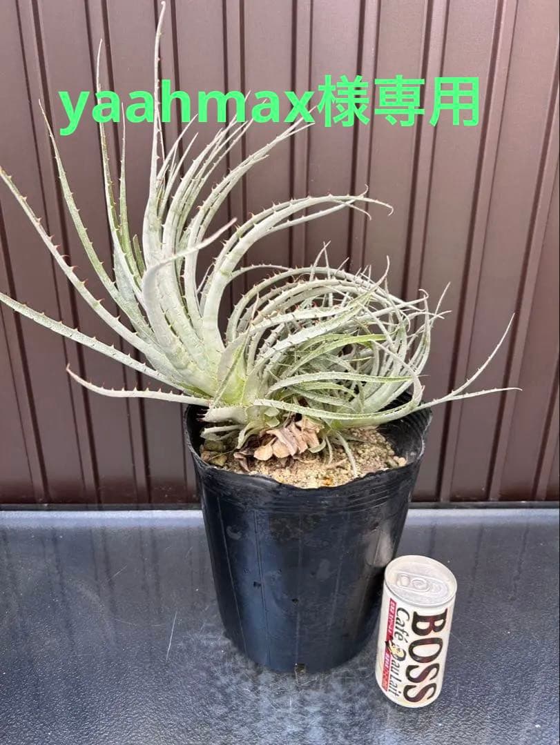 プヤ セルーレア A 3ヘッド - メルカリ