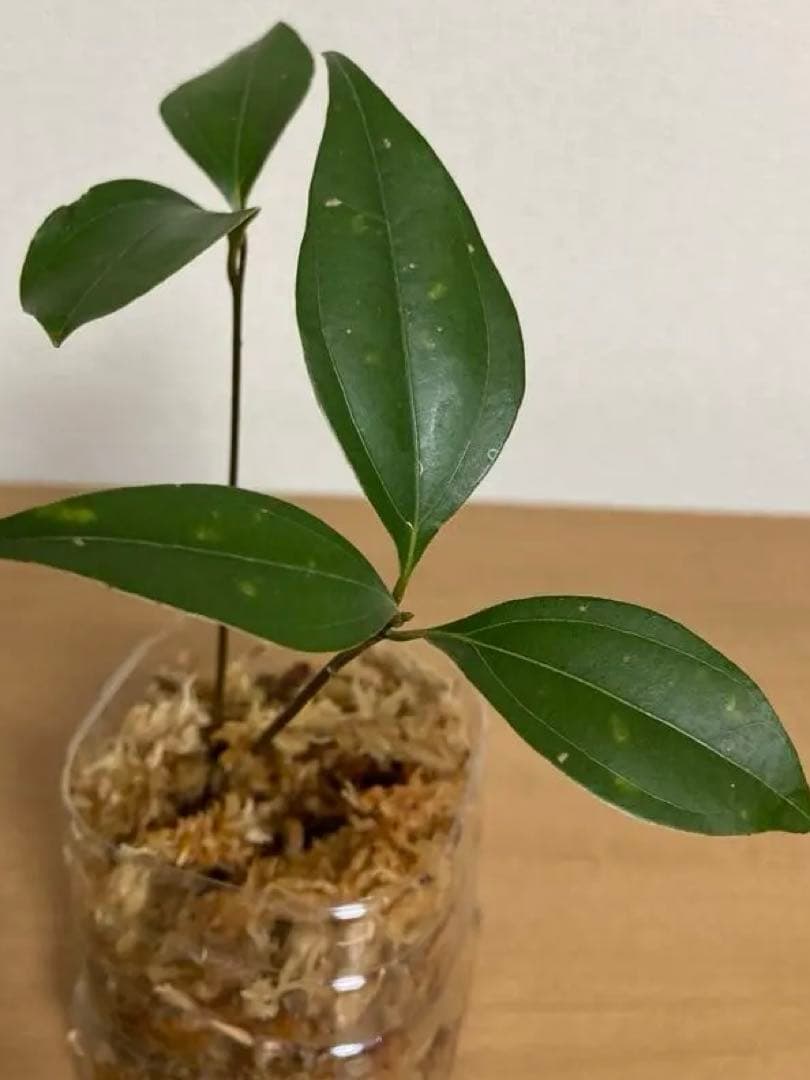 ニッケイ苗木 2本 匿名配送 - メルカリ