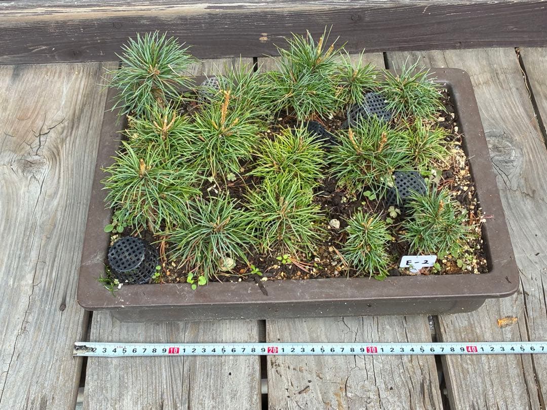 ゆ*き様 15本セット ★盆栽★ 赤石五葉松　 E-2 ★愛媛県より発送★ 赤石五葉松A014 ※国内配送のみ（日本）