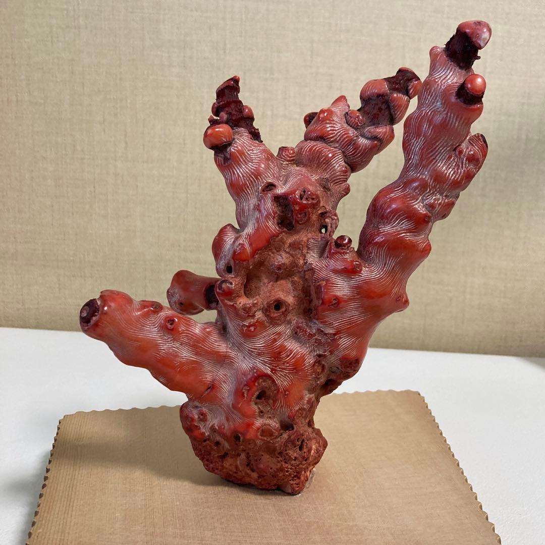 山珊瑚　化石　珊瑚　標本　置物