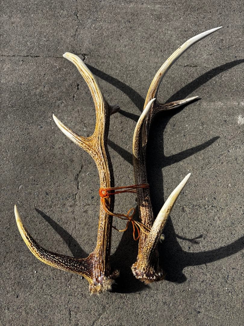 エゾシカの角