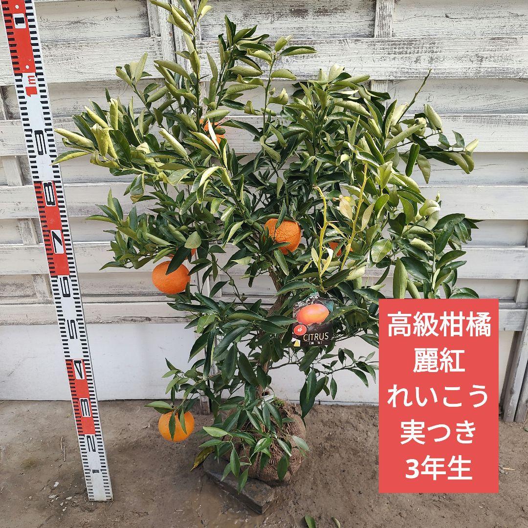 オ*ナ様 麗紅 3年生 苗木 登録品種 実つき！