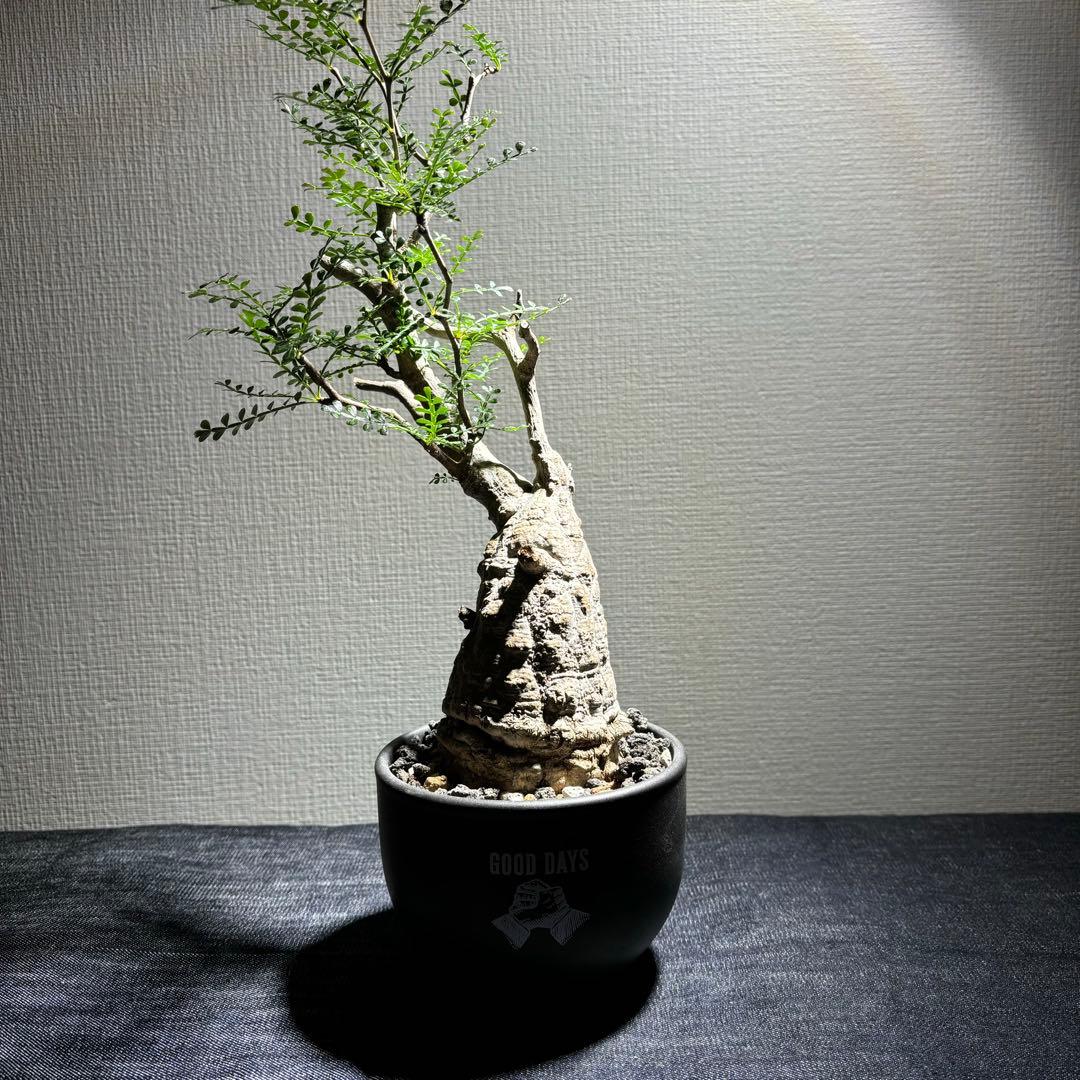 【最終値下】オペルクリカリア パキプス 現地株 発根2年経過