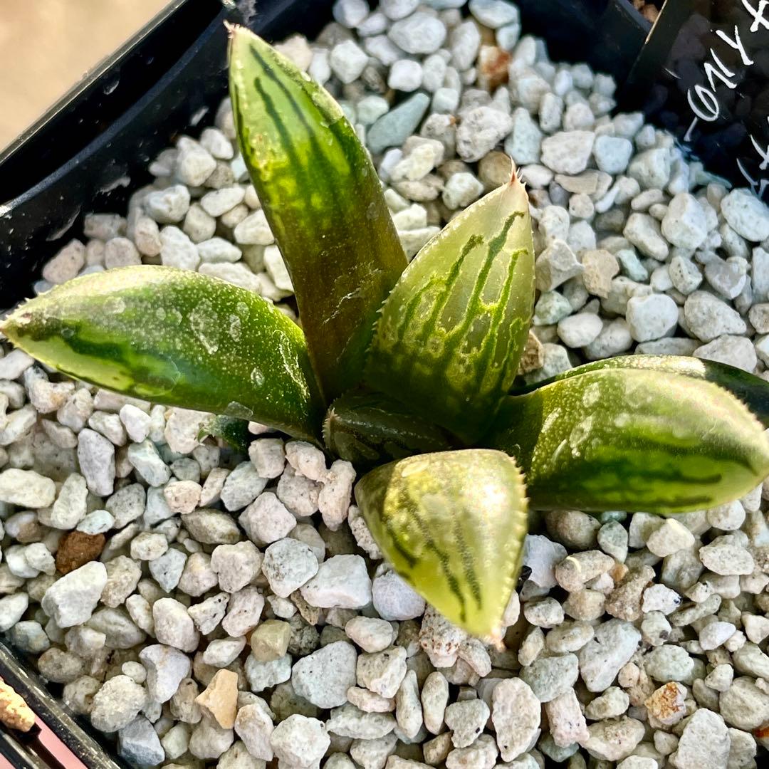 ハオルチア ナイルの一滴(ハオルシア多肉植物) - メルカリ