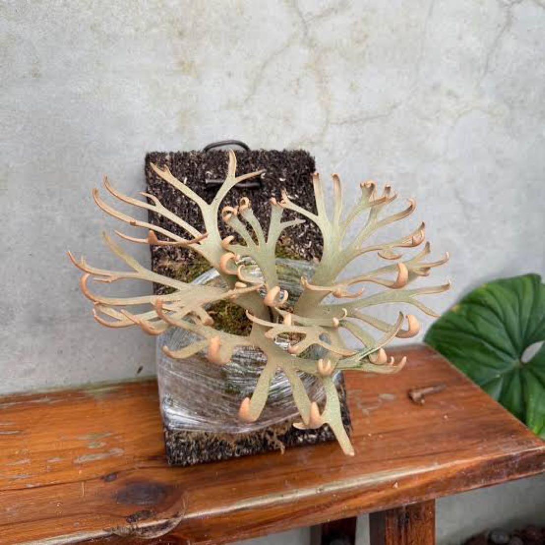 Monster moon スポア　モンスタームーンスポア　十二田植