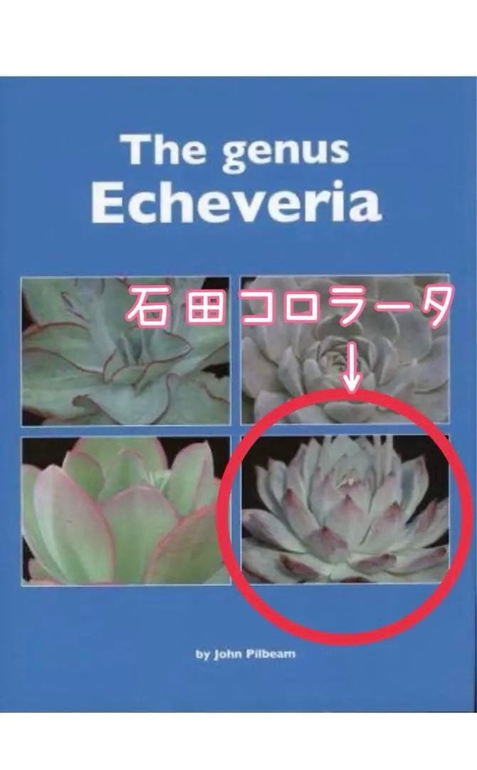 36.【サボテン相談室】石田コロラータ 希少 多肉植物 エケベリア