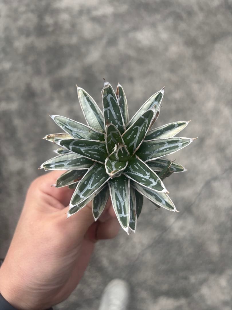 アガベ　姫笹の雪　白外斑入　極上株　子株1株付き