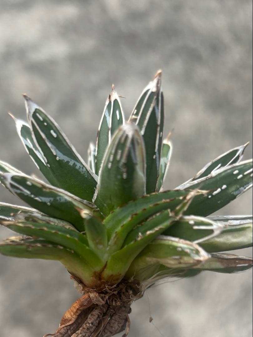 アガベ 姫笹の雪 白外斑入 極上株 子株1株付き