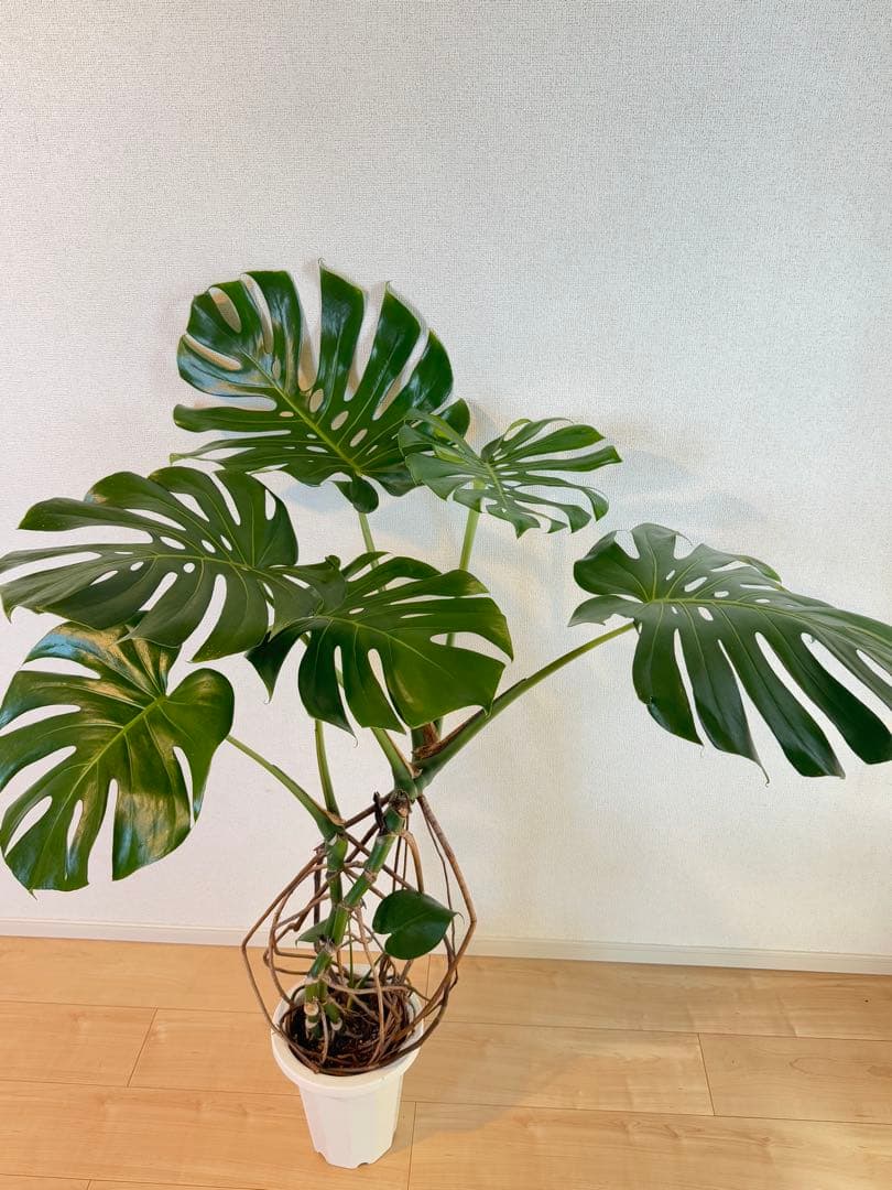 モンステラ デリシオーサ 幹上がり 根上が 幹立ち 7寸サイズ① - メルカリ
