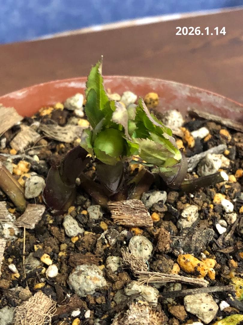 クリスマスローズ　原種　リグリクス