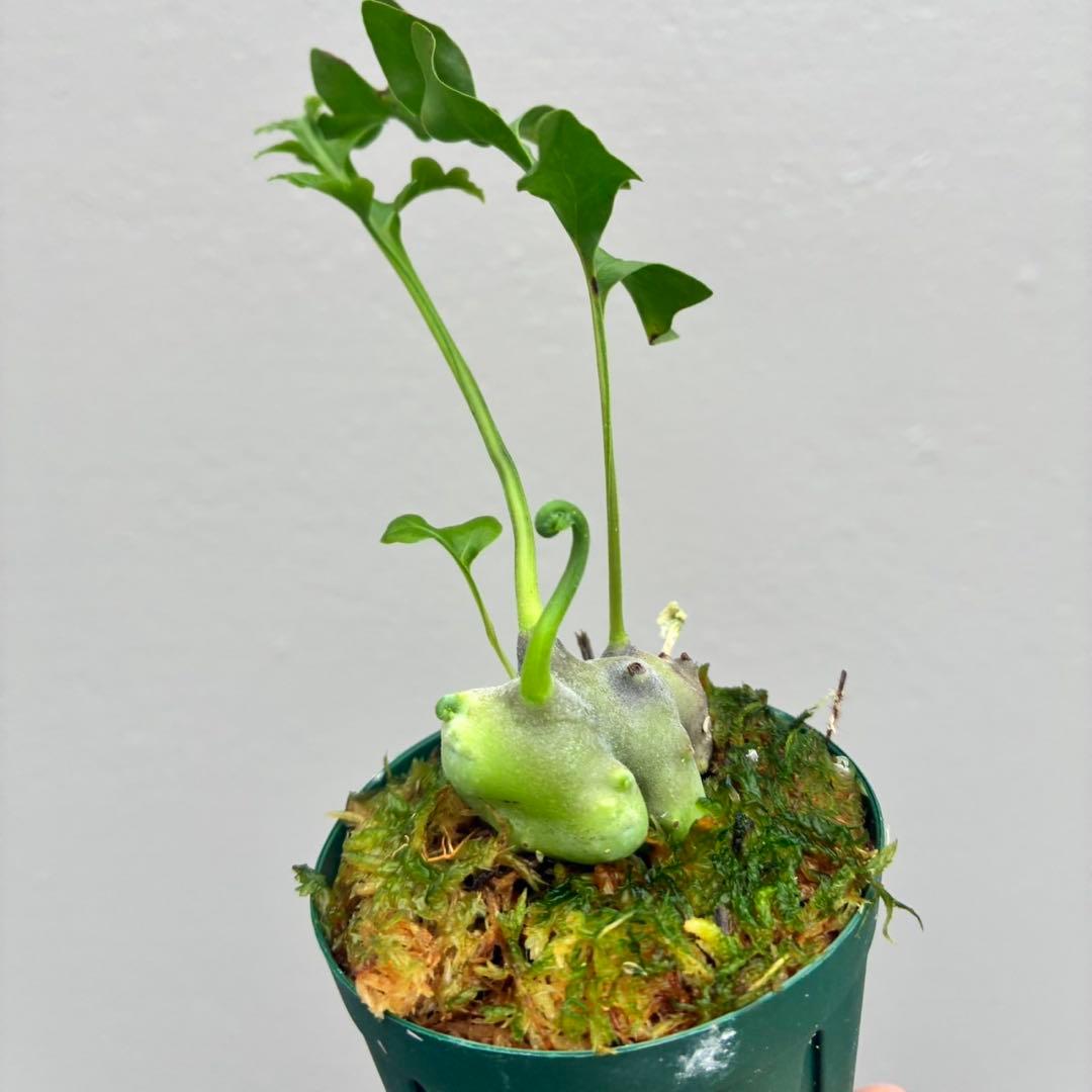 希少】レカノプテリス ルゾネンシス - メルカリ