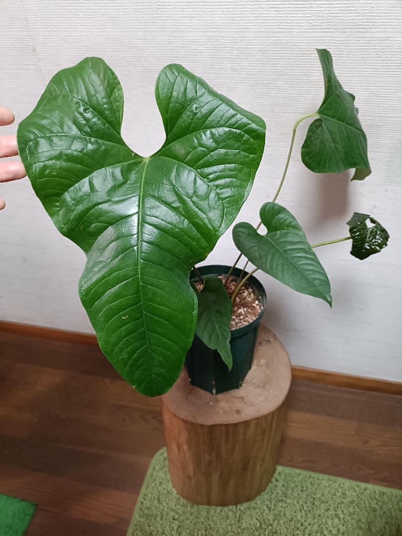 Anthurium Ivanportillae アンスリウムイヴァンポルティラエ