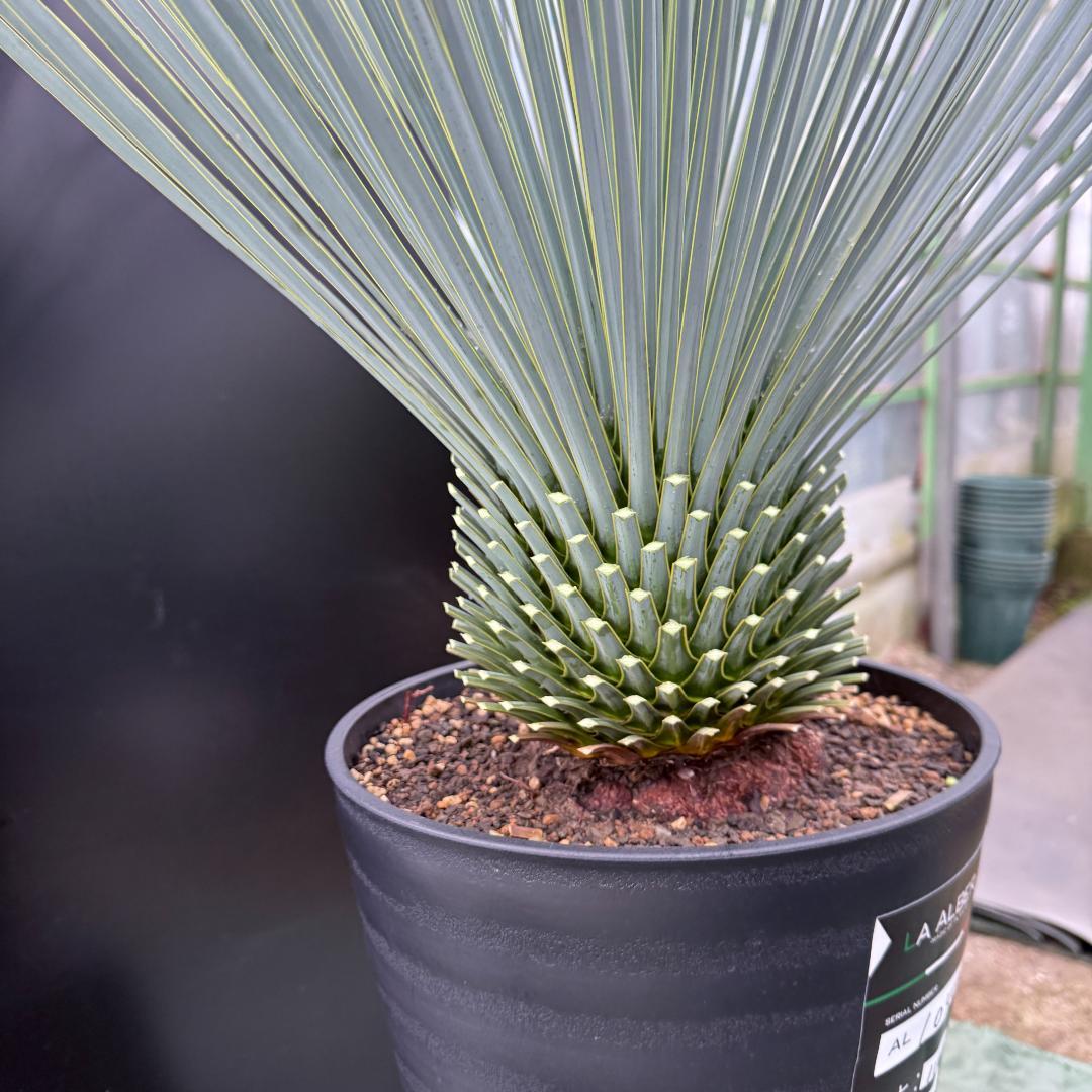 AL1046】ユッカ ロストラータ ランチョブルー 数量限定販売 - メルカリ