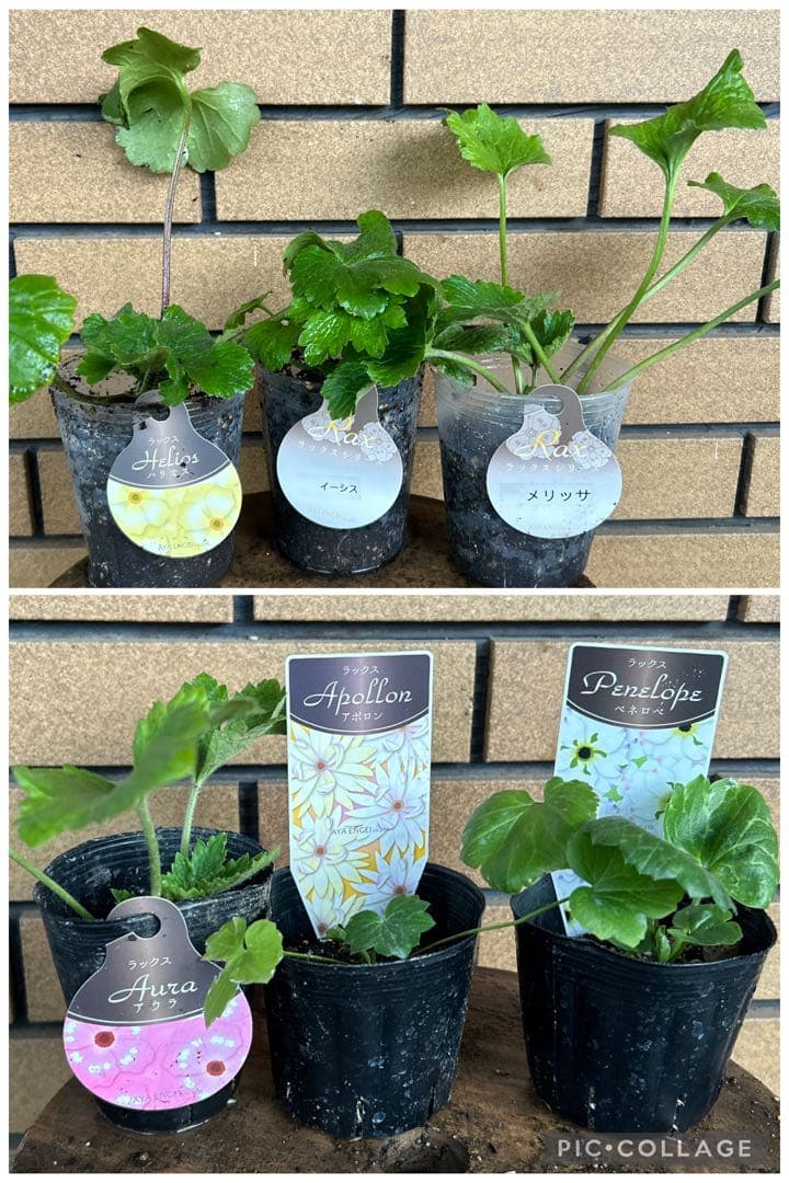 ラナンキュラスラックス廃盤品種&新種6品種セット - メルカリ