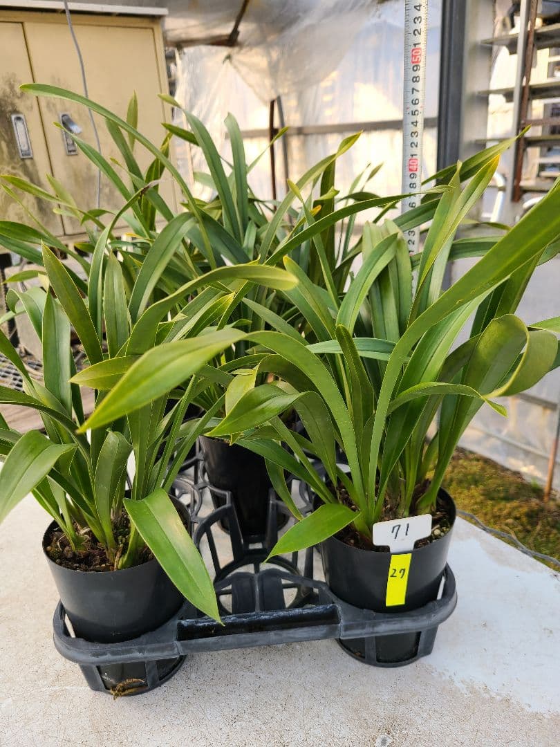 ミスマフェット。花芽合計27個。5鉢セット。蜜蜂誘引蘭。日本蜜蜂 ミスマフェット。花芽合計27個。5鉢セット。蜜蜂誘引蘭。日本蜜蜂