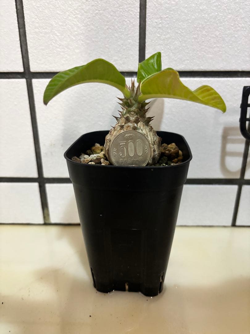 ウィンゾリー　実生株　良型 パキポディウム ウィンゾリー 沖縄実生 | mana's farm:塊根植物