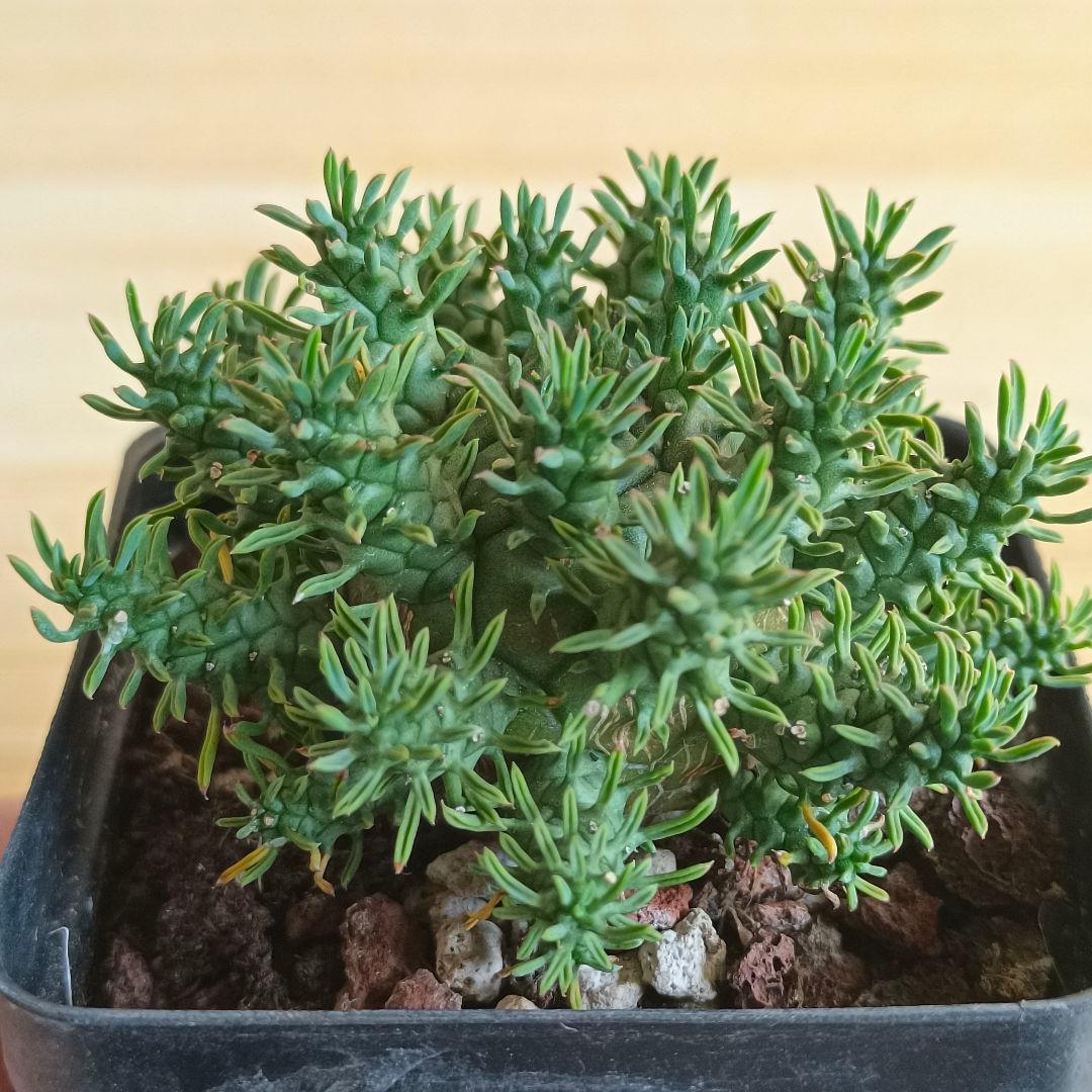 F791 ユーフォルビア デセプタ/Euphorbia decepta/実生大株