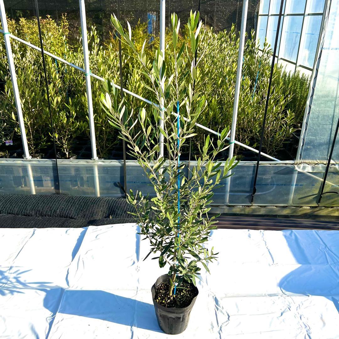 【☆YNS☆】オリーブ　シプレシーノ　シプレッシーノ　チプレシーノ　2本