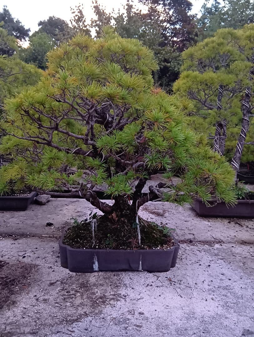 五葉松（かなり持ち込み古い株立ち品）