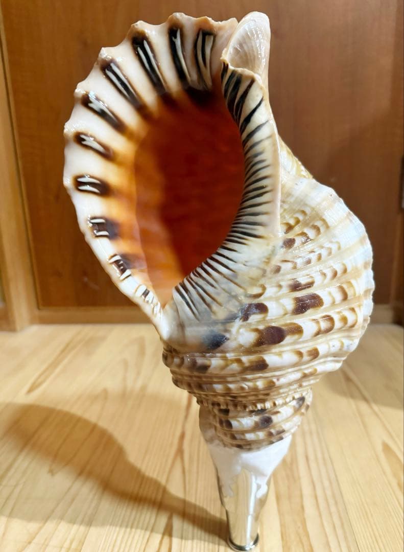 肉厚修験道法螺貝　山伏　密教　魔除け　熊よけ❣️ホラガイ　ほら貝