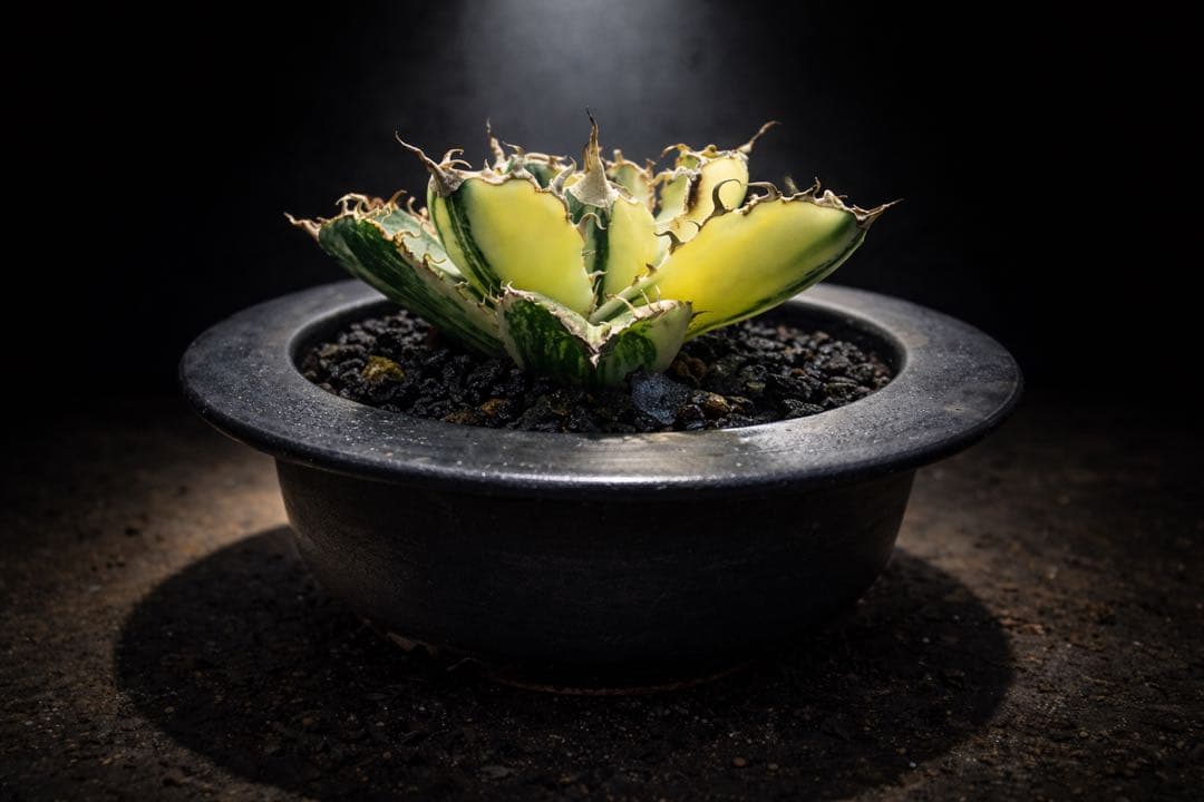 【超超希少株】白鯨錦　縞班　全班【コレクション株】【発根済】【小石原焼】 光雲窯 38cm皿 郡鯨9頭 - いい日になりますように