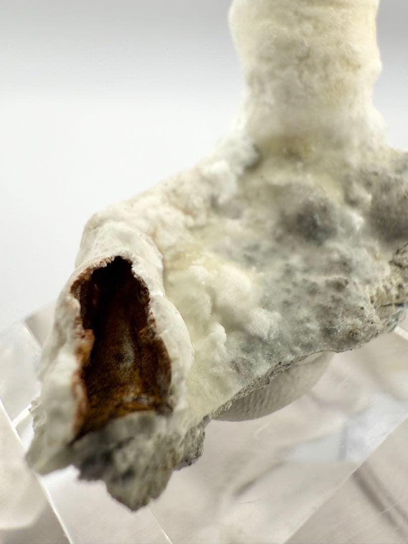 アラゴナイト カップ 原石 鉱物標本 天然石 石 霞石