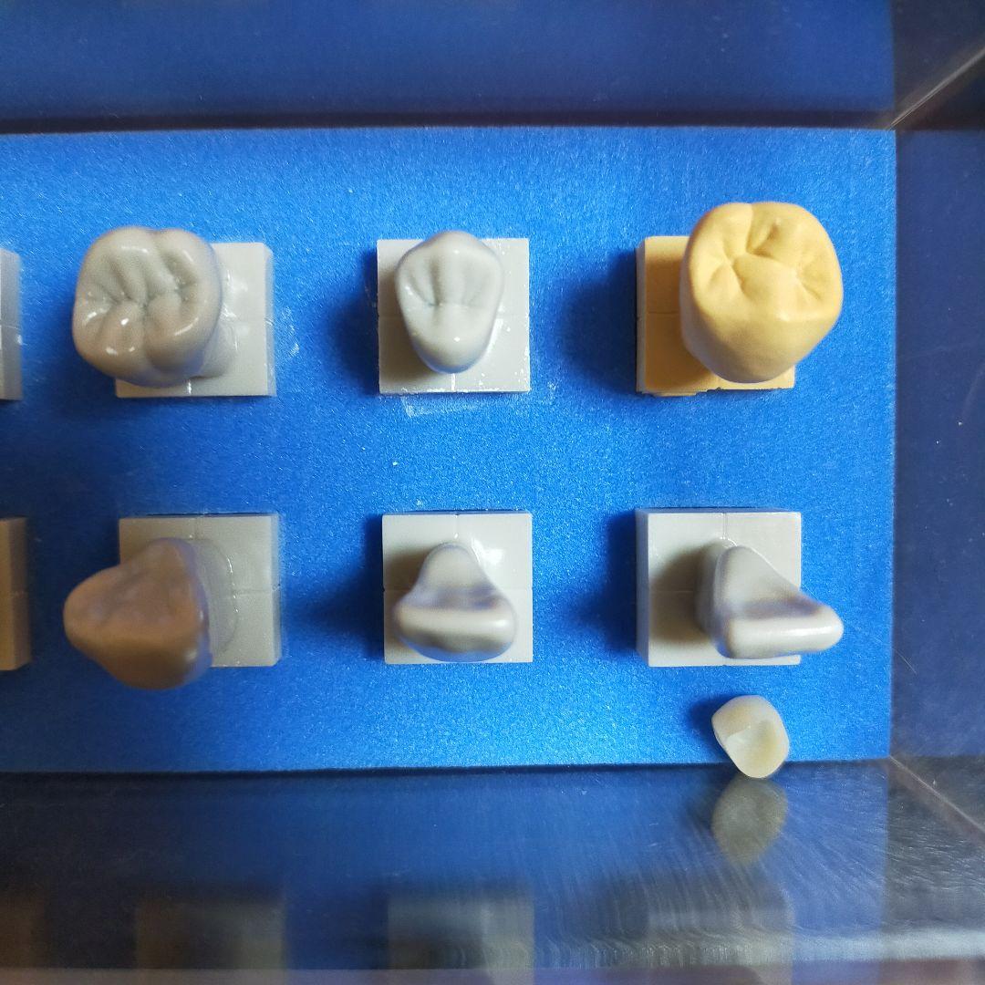 nissin ニッシン 歯 模型 デンタル 創業75周年記念特設サイト｜株式