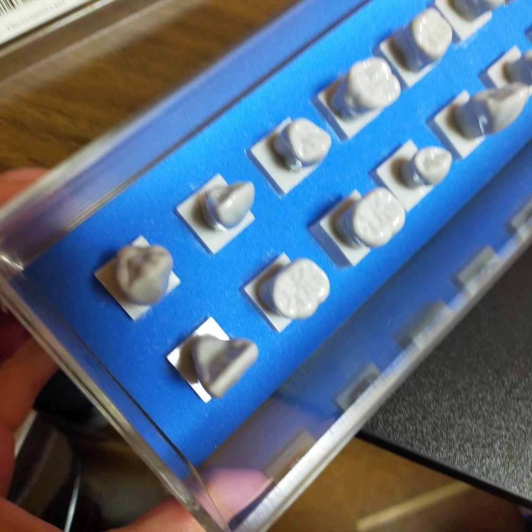 nissin ニッシン 歯 模型 デンタル 創業75周年記念特設サイト｜株式