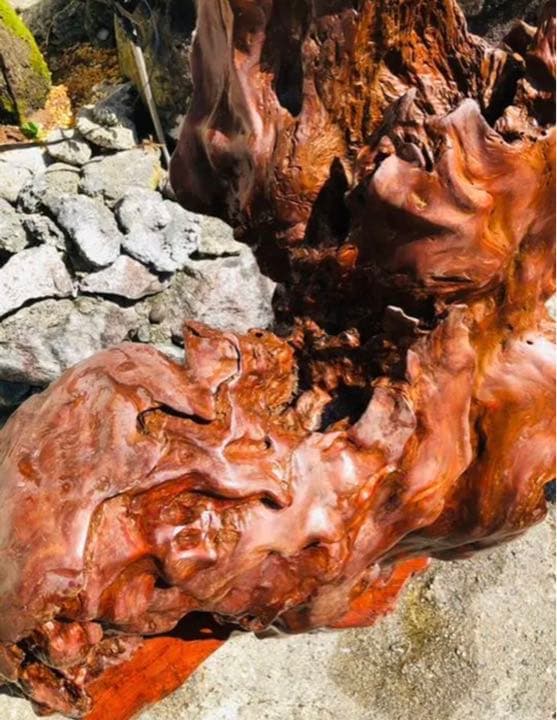 天然木 木の根 置物 オブジェ - メルカリ