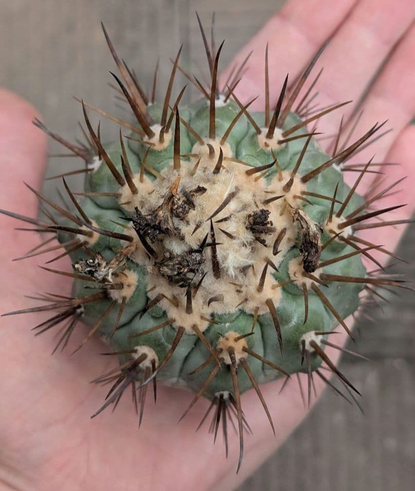 M*9様 【特選】コピアポア　シネレア　黒王丸 ①　白刺？ コピアポア シネレア 黒王丸 カキコ | GREEN LUCK