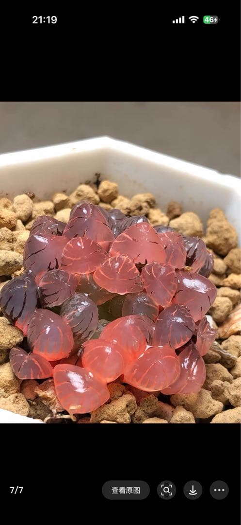 じ*む様 多肉植物 ハオルチア 赤太陽錦 極上斑 親株 子株付き - メルカリ