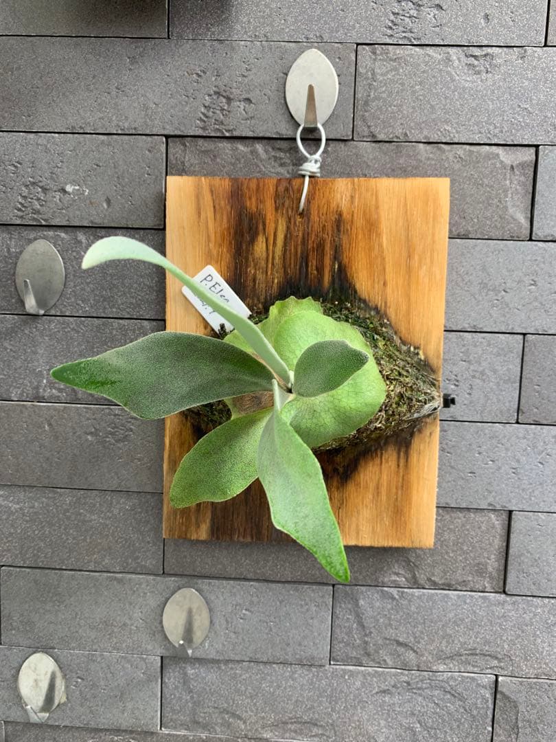 P.Elsa ビカクシダ 板付 エルサ スポア