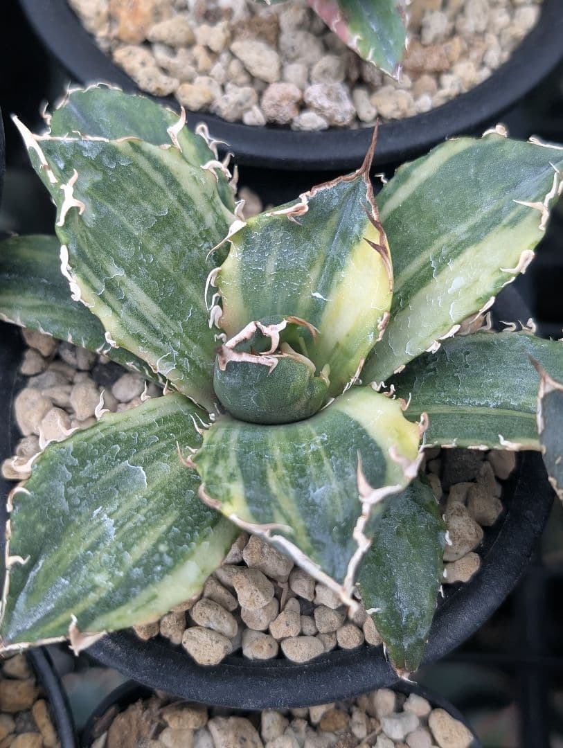 アガベ チタノタ 白鯨縞斑錦 - メルカリ